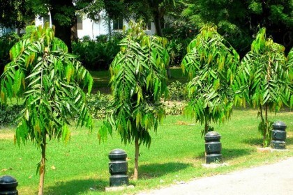 Chăm sóc Cây hoàng nam trong vườn 2 cây hoàng nam phát triển trong sân vườn đẹp