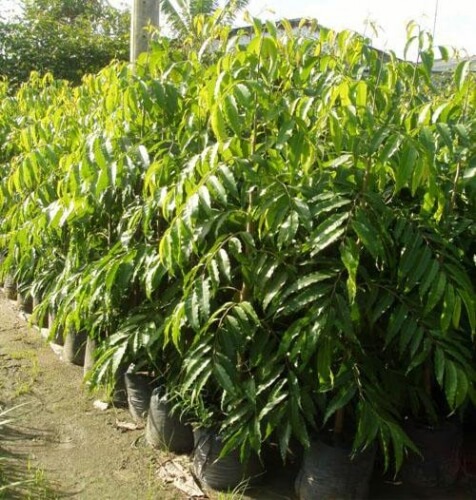 Chăm sóc Cây hoàng nam trong vườn 1 cây hoàng nam phát triển trong khu vườn