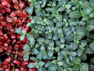 Chăm sóc Cây cẩm nhung Fittonia 2 cay cam nhung 1