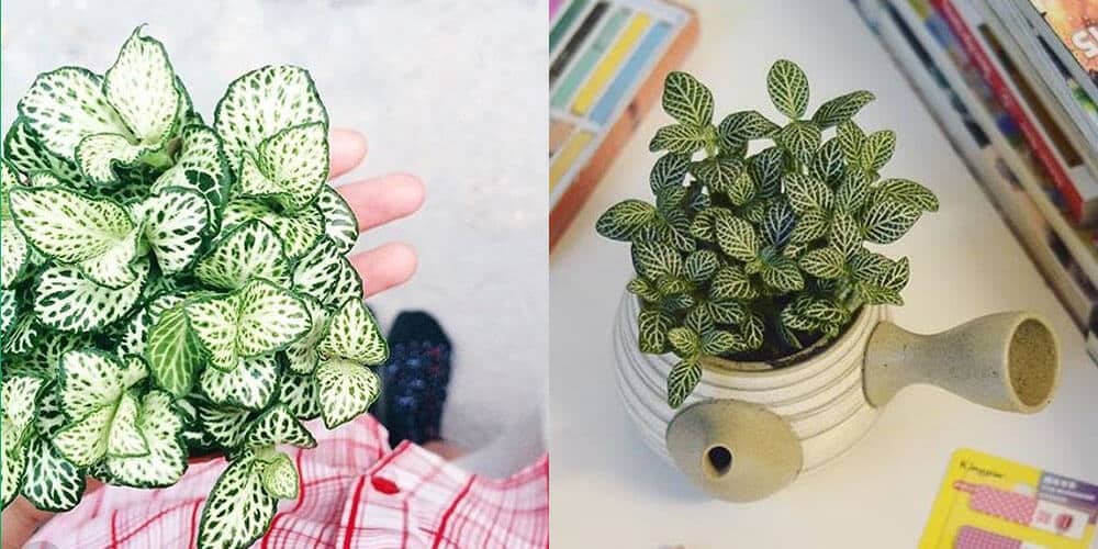 Chăm sóc Cây cẩm nhung Fittonia 4 Chăm sóc Cây cẩm nhung Fittonia