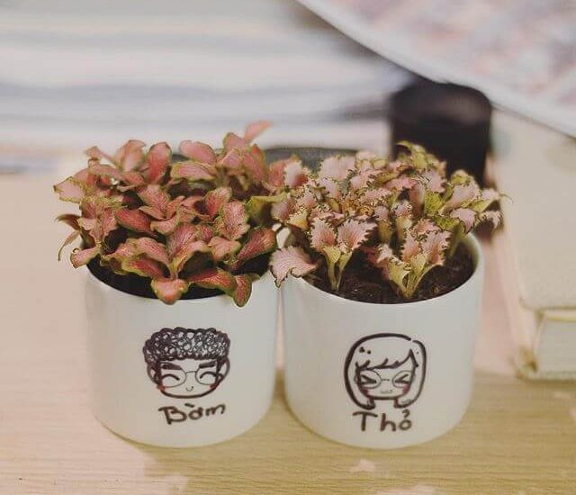 Chăm sóc Cây cẩm nhung Fittonia 5 Chăm sóc Cây cẩm nhung Fittonia