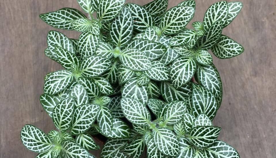 Chăm sóc Cây cẩm nhung Fittonia 3 chậu cây cẩm nhung