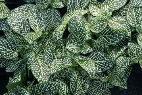 Chăm sóc Cây cẩm nhung Fittonia 2 những cây cẩm nhung khỏe mạnh phát triển