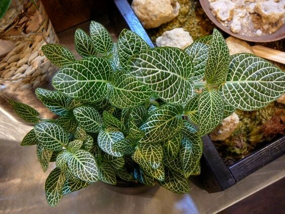 Chăm sóc Cây cẩm nhung Fittonia 1 chăm sóc cây cẩm nhung