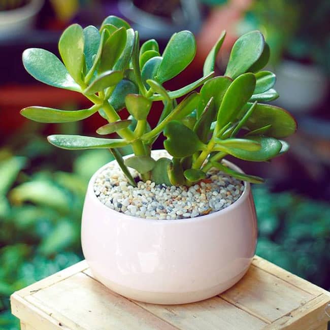 Chăm sóc cây Ngọc Bích mang tiền tài, may mắn cho gia chủ 3 cây ngọc bích có tác dụng tốt cho sức khỏe