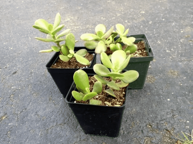 Chăm sóc cây Ngọc Bích mang tiền tài, may mắn cho gia chủ 9 những chậu cây ngoc bích sau khi nhân giống xong