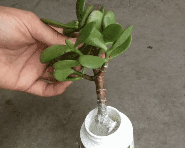 Chăm sóc cây Ngọc Bích mang tiền tài, may mắn cho gia chủ 7 cây ngọc bích xử lý thuốc để chống thối gốc