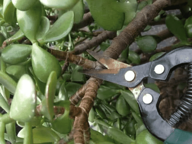 Chăm sóc cây Ngọc Bích mang tiền tài, may mắn cho gia chủ 5 lựa chọn cành cây ngọc bích để cắt