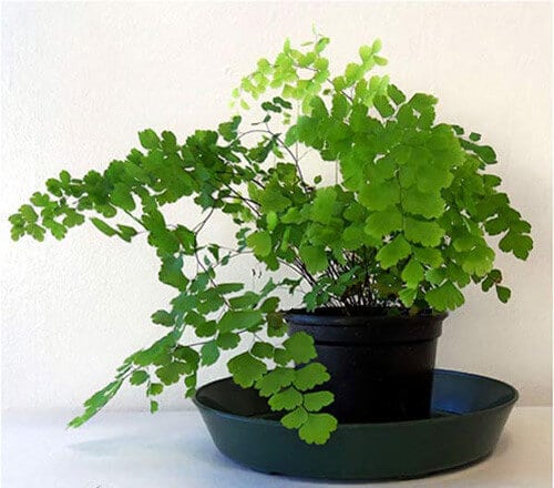 Kỹ thuật trồng cây tóc thần vệ nữ làm sạch không khí nơi bạn sống 4 Kỹ thuật trồng cây tóc thần vệ nữ làm sạch không khí nơi bạn sống