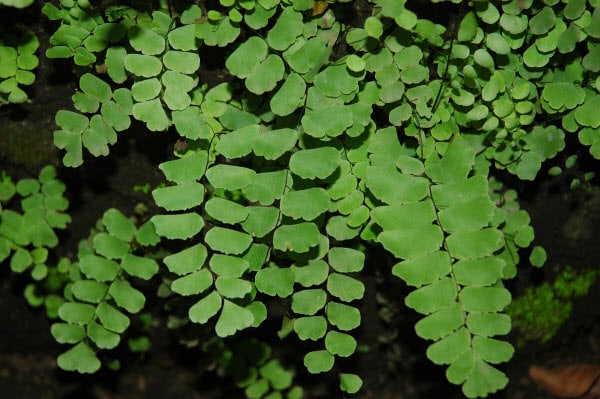 Kỹ thuật trồng cây tóc thần vệ nữ làm sạch không khí nơi bạn sống 3 vẻ đẹp ấn tượng của cây tóc thần vệ nữ