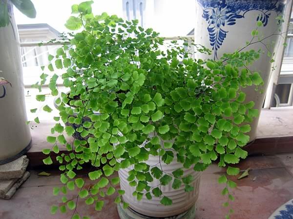 Kỹ thuật trồng cây tóc thần vệ nữ làm sạch không khí nơi bạn sống 1 cây tóc thần vệ nữ xinh đẹp