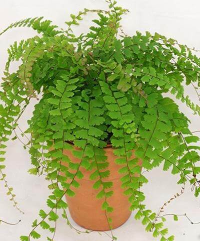 Kỹ thuật trồng cây tóc thần vệ nữ làm sạch không khí nơi bạn sống 2 những chậu tóc thần vệ nữ phát triển trong vườn