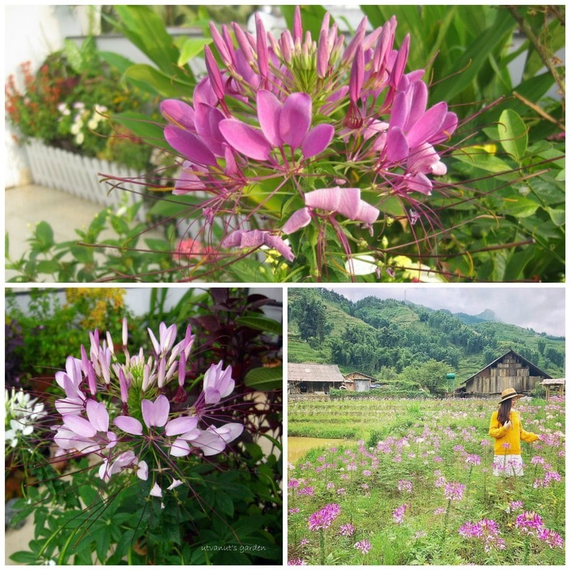 Kỹ thuật trồng cây hoa Hồng ri đẹp mê mẩn không gian 1 cây hoa hồng ri