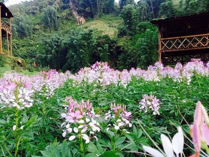 Kỹ thuật trồng cây hoa Hồng ri đẹp mê mẩn không gian 10 những nơi có thể trồng được hoa hồng ri