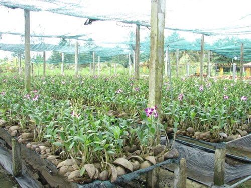 Kỹ thuật trồng lan cắt cành bằng cách chiết, giâm, ghép trên thân cây hiệu quả 3 trồng lan denro với xơ dừa
