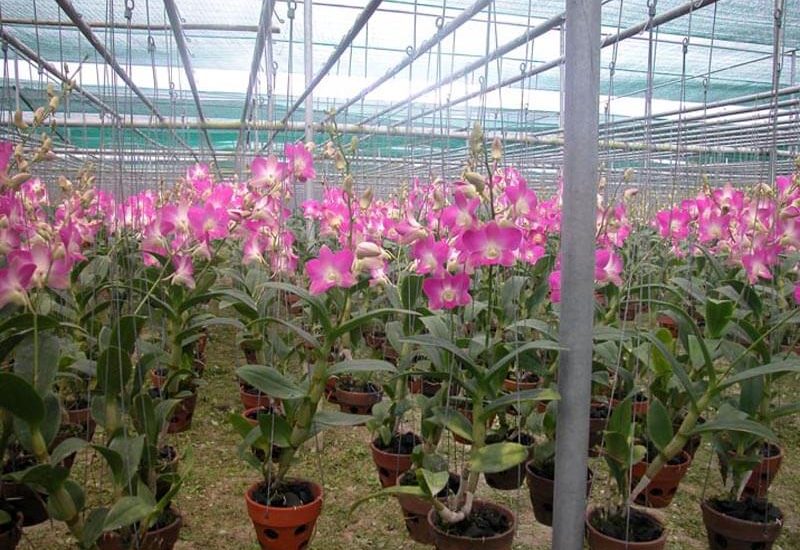 Kỹ thuật trồng lan cắt cành bằng cách chiết, giâm, ghép trên thân cây hiệu quả 6 trồng lan cắt cành bằng cách chiết, giâm, ghép