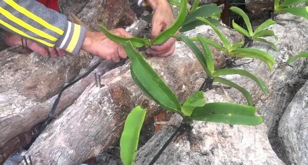 Kỹ thuật trồng lan cắt cành bằng cách chiết, giâm, ghép trên thân cây hiệu quả 2 kỹ thuật trồng hoa lan cắt cành
