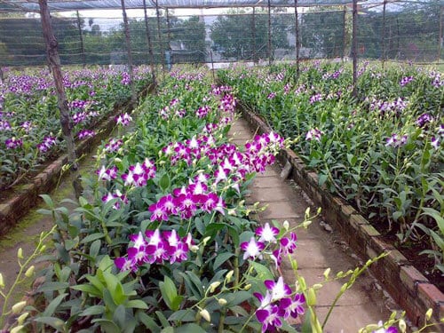 Kỹ thuật trồng lan cắt cành bằng cách chiết, giâm, ghép trên thân cây hiệu quả 1 cách trồng và chăm sóc lan cắt cành
