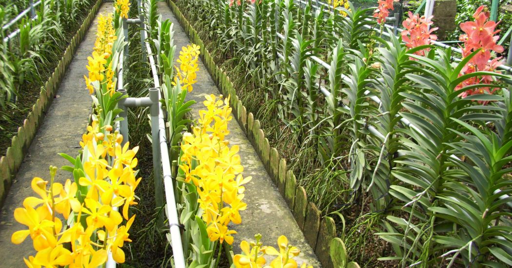 Kỹ thuật trồng lan cắt cành bằng cách chiết, giâm, ghép trên thân cây hiệu quả 5 trồng lan cắt cành ở miền bắc