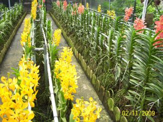 Kỹ thuật trồng lan cắt cành bằng cách chiết, giâm, ghép trên thân cây hiệu quả 10 hoa lan cat canh dep 6