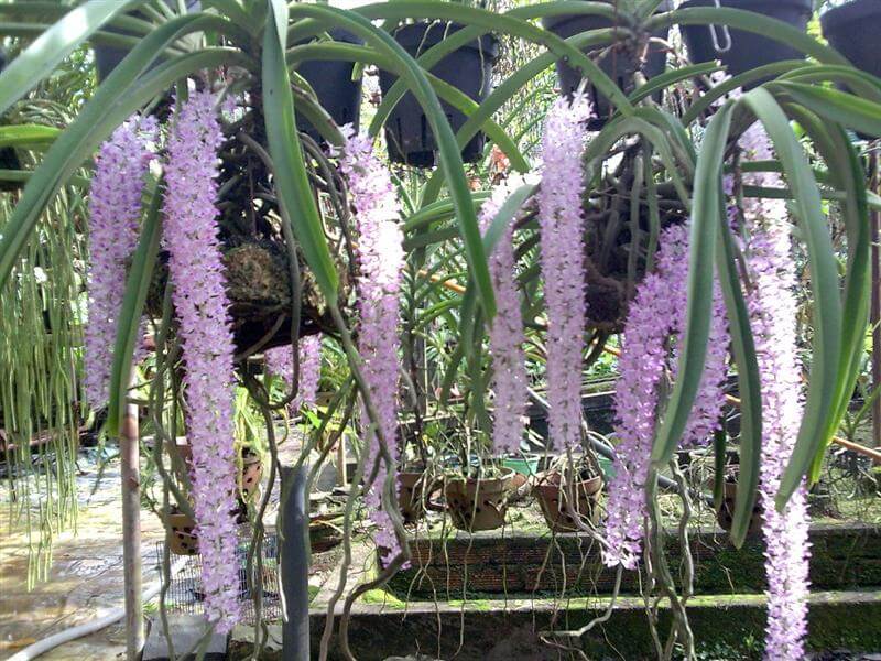 Kỹ thuật trồng và chăm sóc hoa lan đuôi chồn ra đúng dịp tết 11 những bông hoa lan đuôi chồn mới lạ