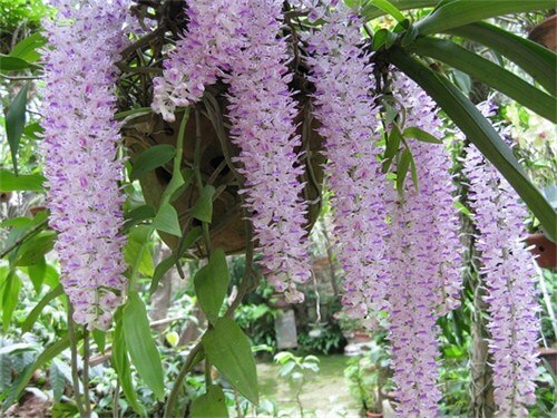 Kỹ thuật trồng và chăm sóc hoa lan đuôi chồn ra đúng dịp tết 8 Kỹ thuật trồng và chăm sóc hoa lan đuôi chồn ra đúng dịp