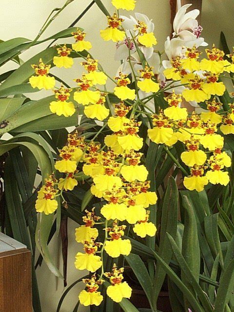 Kỹ thuật trồng hoa Lan Vũ nữ treo quanh nhà đẹp thanh tao, cuốn hút 1 cách trồng hoa phong lan vũ nữ