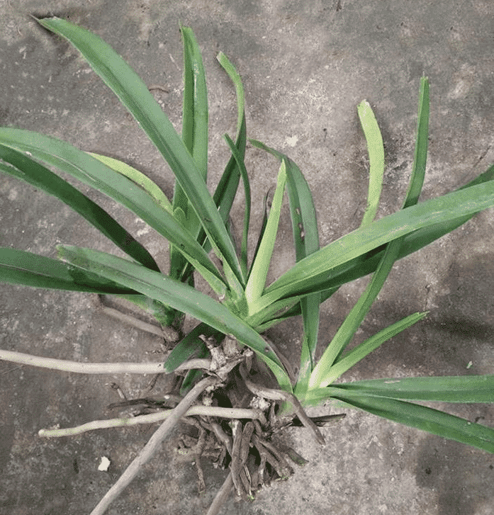 Kỹ thuật trồng và chăm sóc hoa lan đuôi chồn ra đúng dịp tết 4 cây lan đuôi chồn khi mới mua về