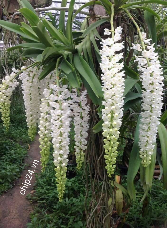 Kỹ thuật trồng và chăm sóc hoa lan đuôi chồn ra đúng dịp tết 9 bông hoa lan đuôi chồn ra nhiều hoa đep
