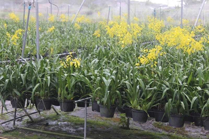 Kỹ thuật trồng hoa Lan Vũ nữ treo quanh nhà đẹp thanh tao, cuốn hút 8 Khi trồng phải lưu ý để bộ rễ của lan vũ nữ phải được thông thoáng
