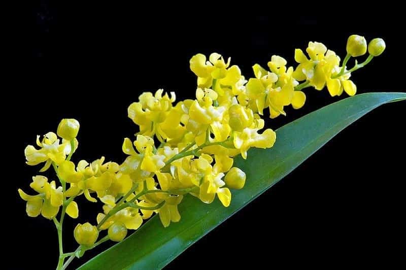 Kỹ thuật trồng hoa Lan Vũ nữ treo quanh nhà đẹp thanh tao, cuốn hút 4 Cây lan vũ nữ ưa khí hậu không quá nóng cũng không quá lạnh