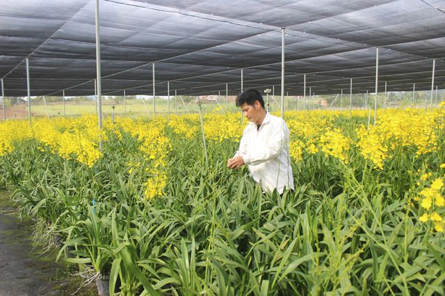 Kỹ thuật trồng hoa Lan Vũ nữ treo quanh nhà đẹp thanh tao, cuốn hút 5 Nếu biết cách chăm sóc thì lan vũ nữ có thể ra hoa quanh năm