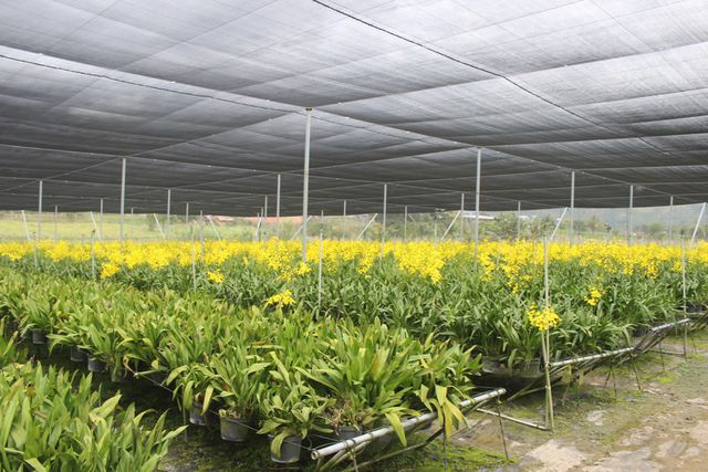 Kỹ thuật trồng hoa Lan Vũ nữ treo quanh nhà đẹp thanh tao, cuốn hút 6 Lan vũ nữ ưa môi trường thoán gió và ánh sáng vừa đủ
