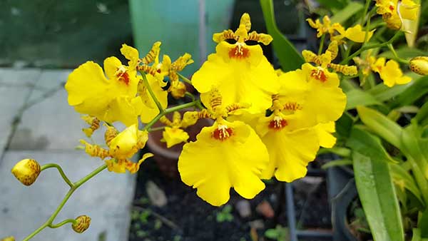 Kỹ thuật trồng hoa Lan Vũ nữ treo quanh nhà đẹp thanh tao, cuốn hút 11 Nếu biết áp dụng đúng kỹ thuật thì hoa sẽ nở nhiều và bền, từ lúc hoa nở đến lúc tàn có thể lên tới 3 tháng