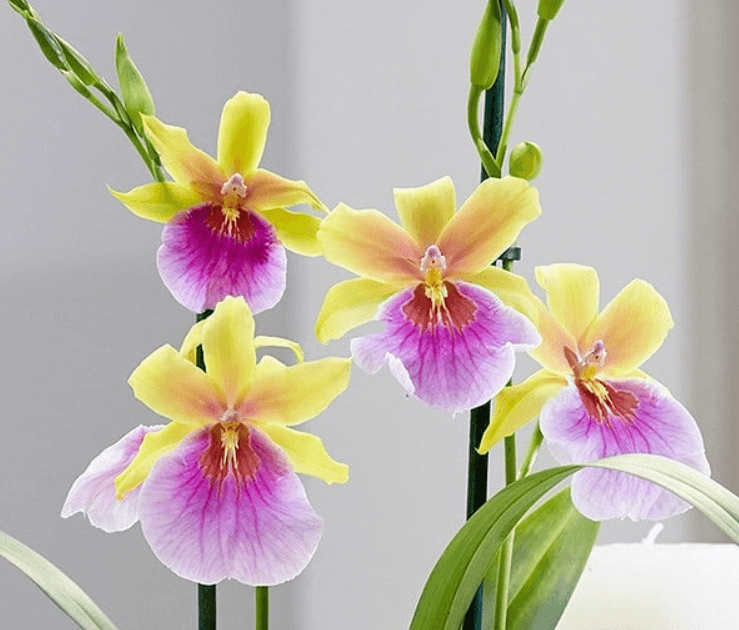Kỹ thuật trồng hoa Lan Vũ nữ treo quanh nhà đẹp thanh tao, cuốn hút 18 Lan vũ nữ mặt trời