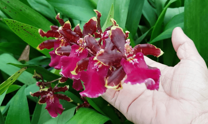 Kỹ thuật trồng hoa Lan Vũ nữ treo quanh nhà đẹp thanh tao, cuốn hút 13 Lan vũ nữ mèo đỏ