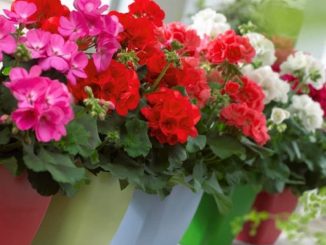 Cách trồng và chăm sóc hoa phong lữ thảo đẹp 15 phong lu thao 1 min