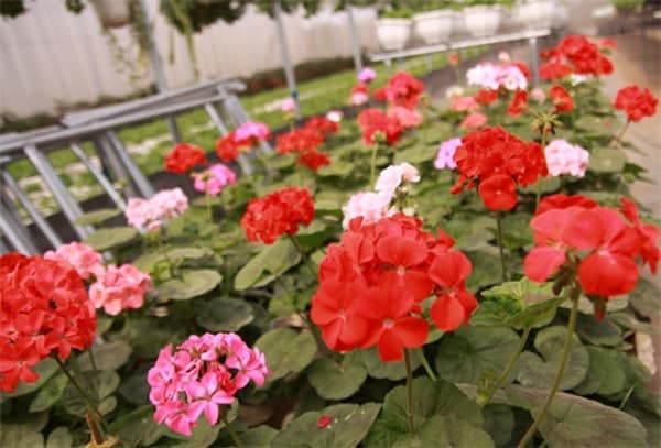 Cách trồng và chăm sóc hoa phong lữ thảo đẹp 5 một vẻ đẹp của cay hoa phong lử thảo