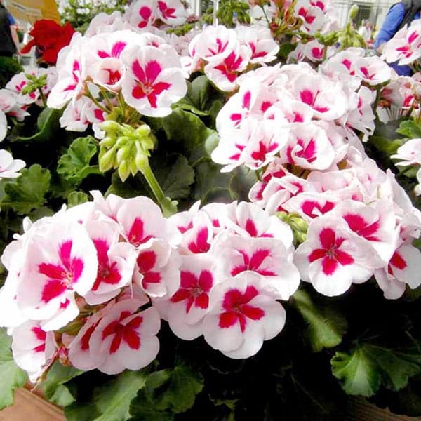Cách trồng và chăm sóc hoa phong lữ thảo đẹp 3 lựa chọn những chậu phong lử thảo đẹp nhất