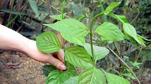 Cây Lá ngón- cách nhận biết, cách giải độc cây lá ngón 1 hình ảnh cây lá ngon đang còn nhỏ