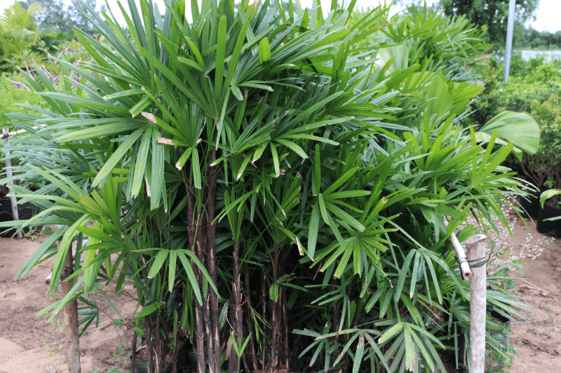 Cách chăm sóc cây mật cật " thanh lọc không khí" 2 Cách chăm sóc cây mật cật " thanh lọc không khí"