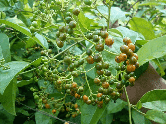 Những tác dụng đặc biệt của cây xạ đen giúp chữa và phòng ung thư 8 cay xa den 1 min