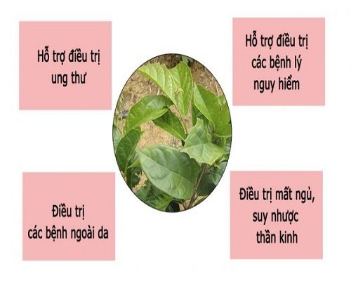 Những tác dụng đặc biệt của cây xạ đen giúp chữa và phòng ung thư 6 Cây xạ đen hỗ trợ cầm mát, sat trùng vết thương ngoài da