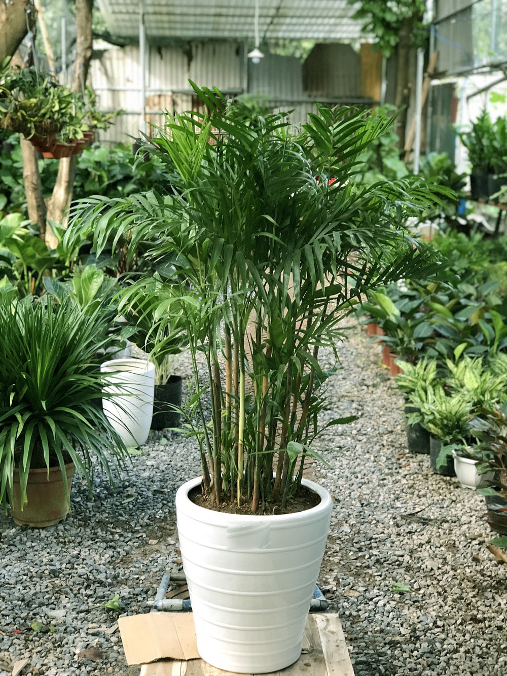 Chăm sóc cây cau hawai phong thủy- ý nghĩa cho gia chủ 3 chậu cây hawai mới trồng