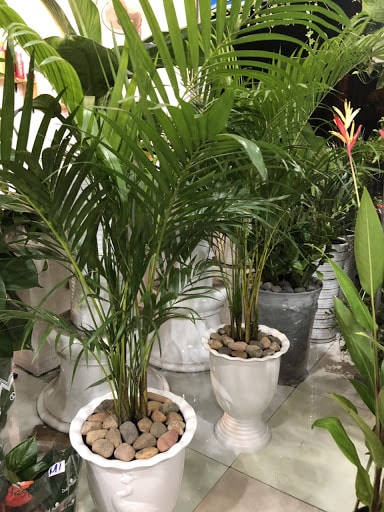 Chăm sóc cây cau hawai phong thủy- ý nghĩa cho gia chủ 5 những chậu cây cau hawai trồng trong văn phòng làm việc