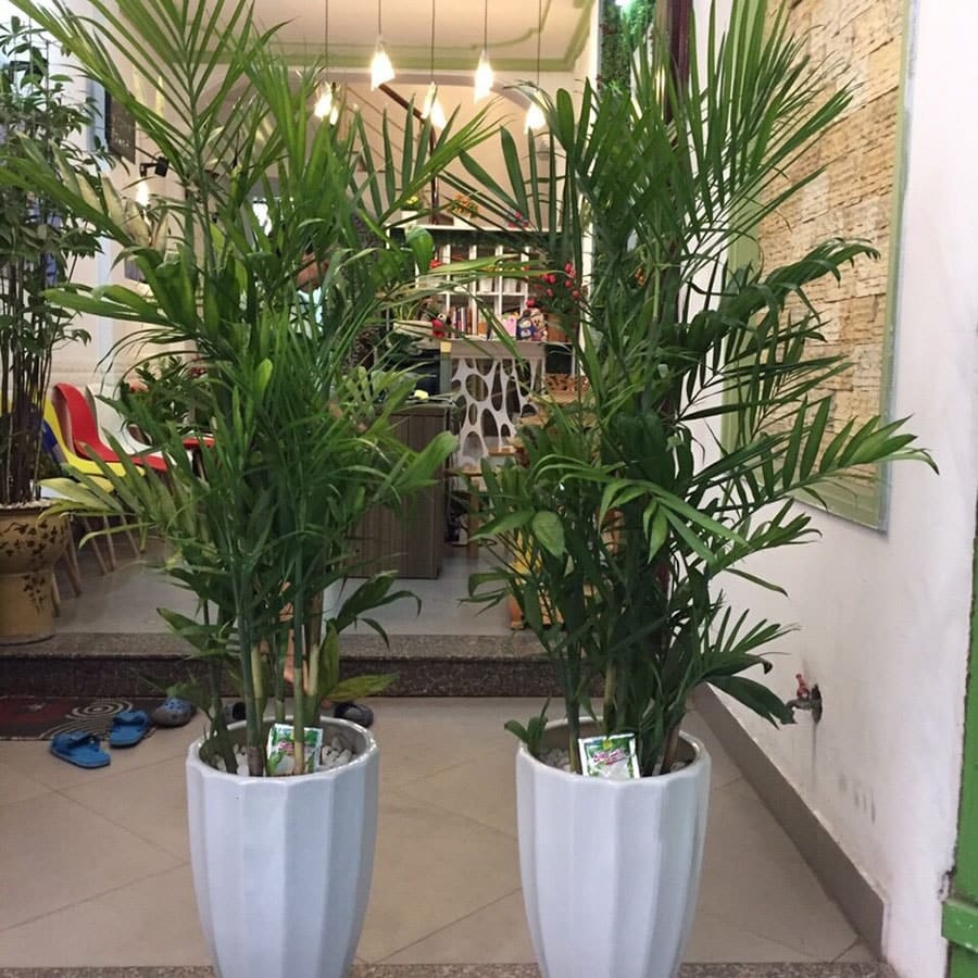Chăm sóc cây cau hawai phong thủy- ý nghĩa cho gia chủ 2 cây cau hawai phát triển tươi tốt