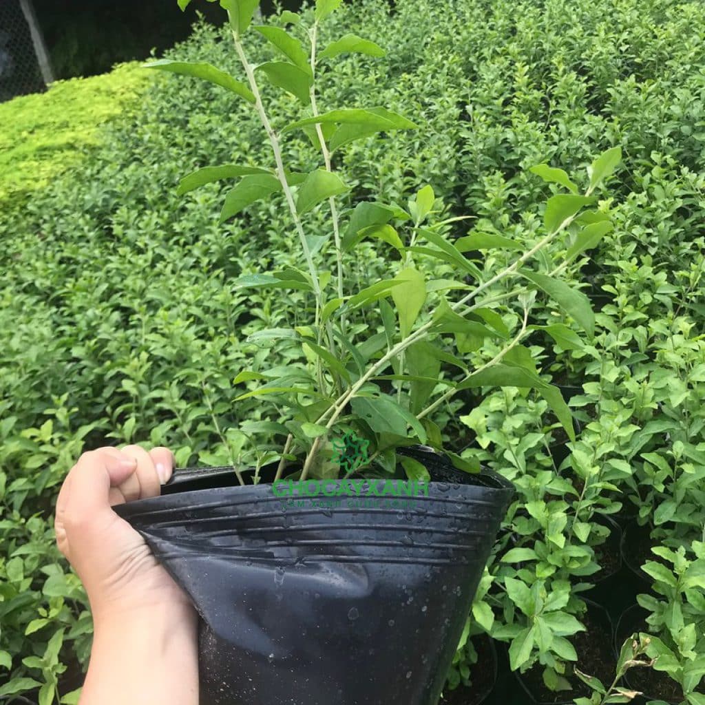 Cách chăm sóc cây cúc tần ấn độ- phong thủy ngôi nhà 6 cây cúc tần ấn độ con