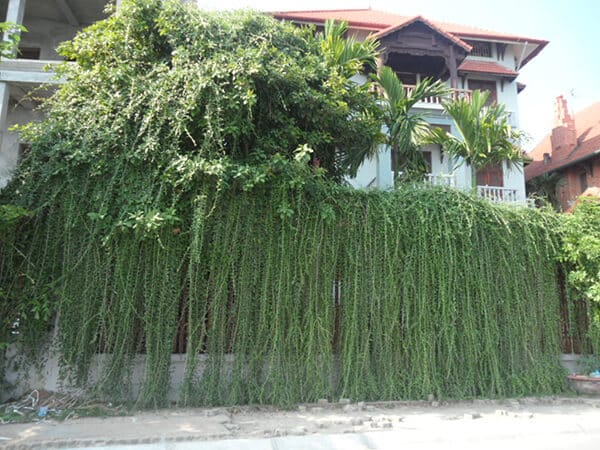 Cách chăm sóc cây cúc tần ấn độ- phong thủy ngôi nhà 1 Cây cúc tần trồng quanh nhà