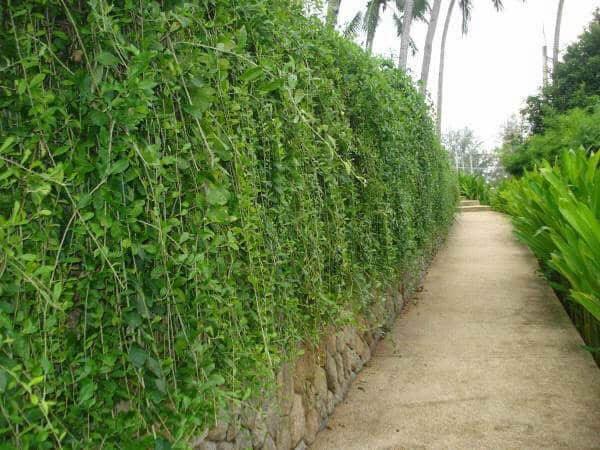 Cách chăm sóc cây cúc tần ấn độ- phong thủy ngôi nhà 2 vẻ đẹp của cây cúc tần khi trồng quanh bờ tường rào