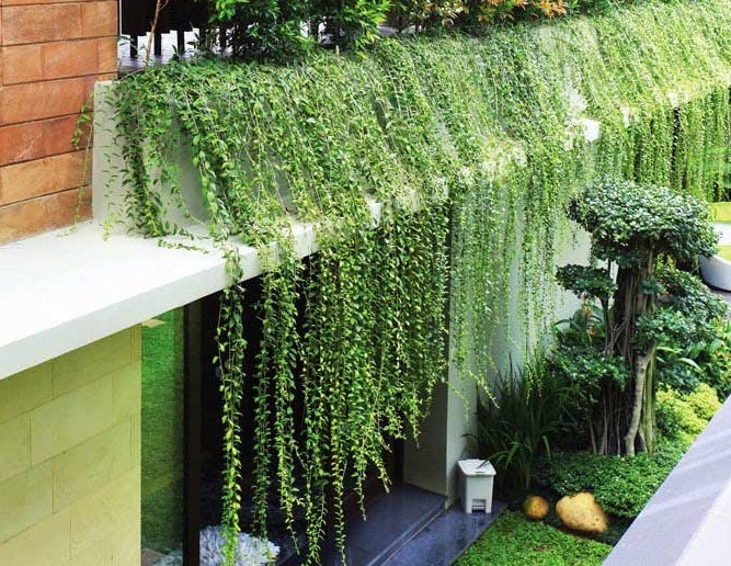 Cách chăm sóc cây cúc tần ấn độ- phong thủy ngôi nhà 4 Cách chăm sóc cây cúc tần ấn độ